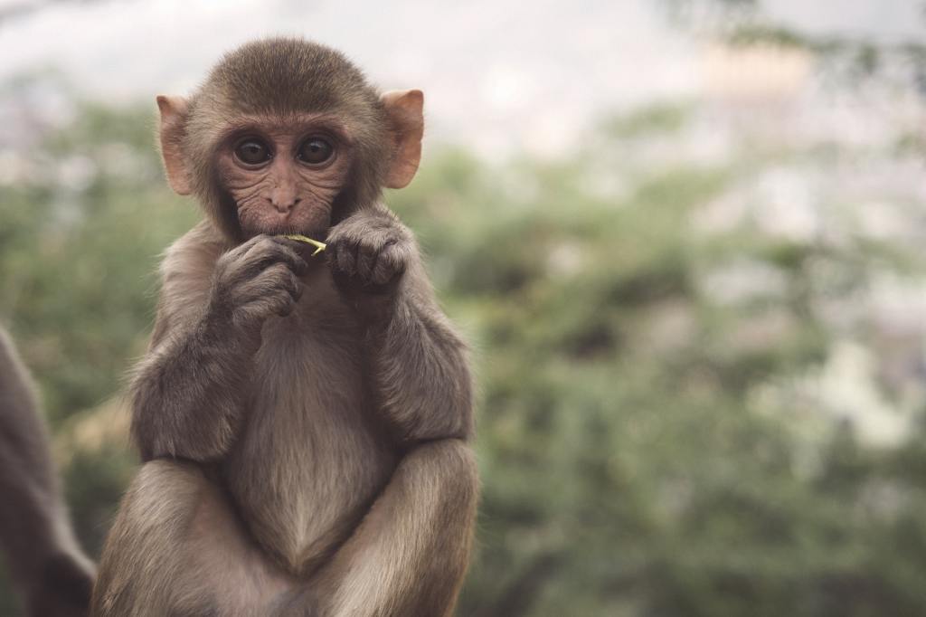 Photo of a monkey, credit Patrick Beznoska, accessed on Unsplash.com